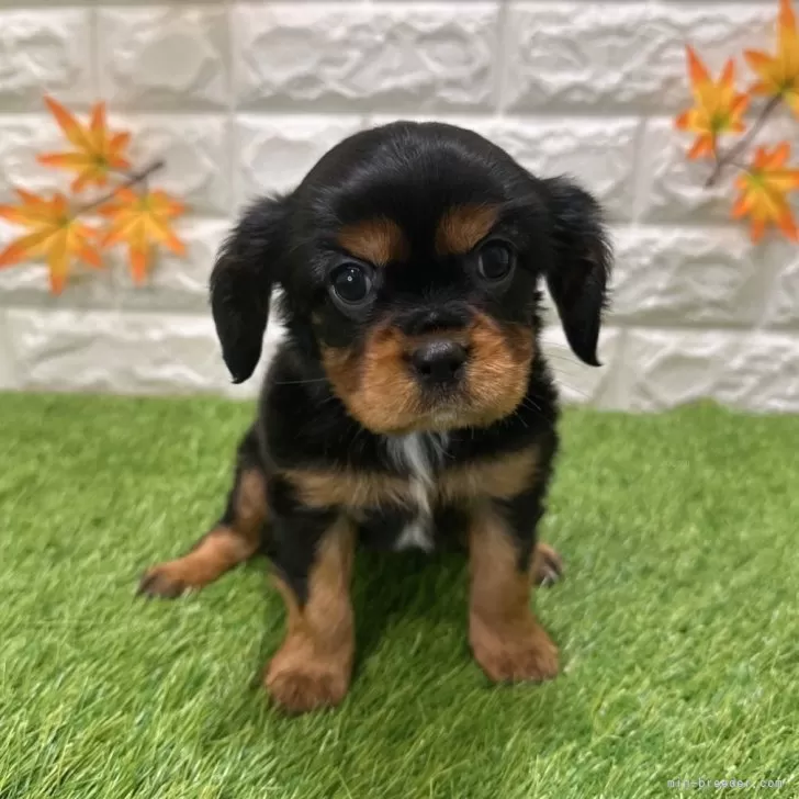 Y.K 様のお迎えした子犬