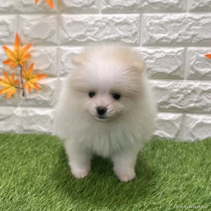 ポメラニアン【愛知県・女の子・2025年9月12日・ホワイト&amp;クリーム1️⃣】の写真1