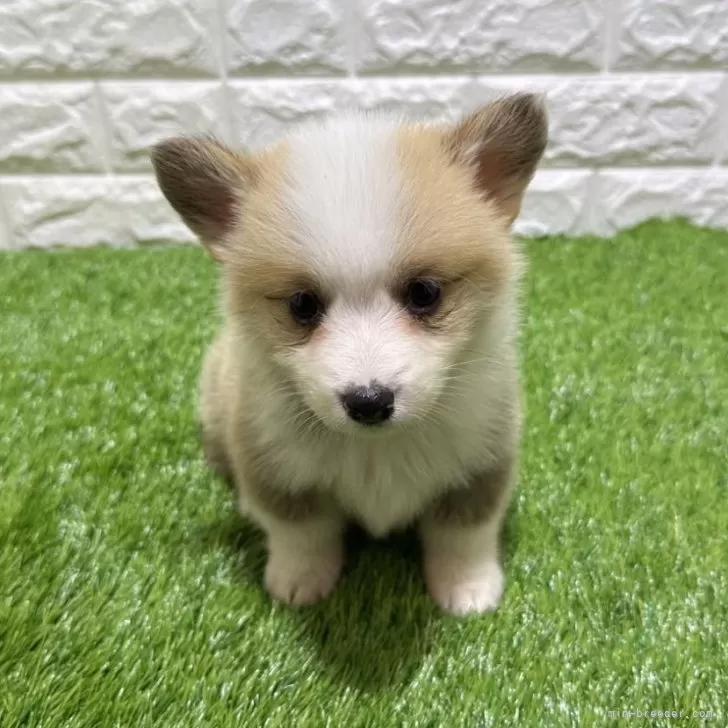 T.O 様のお迎えした子犬