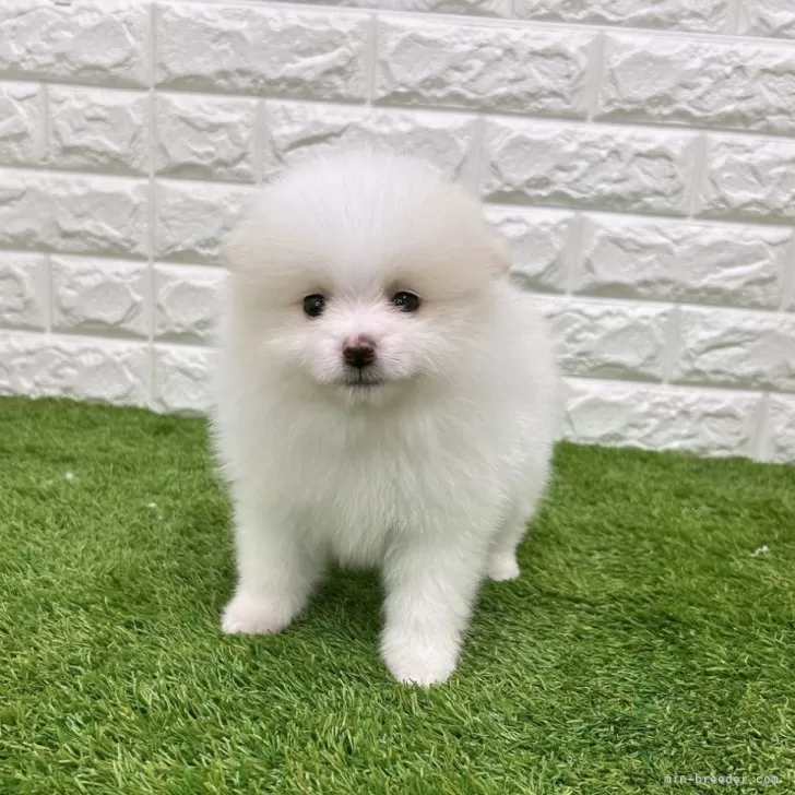 赤いかくれんぼ 様のお迎えした子犬