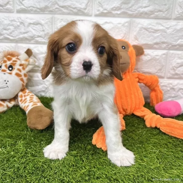 TT 様のお迎えした子犬
