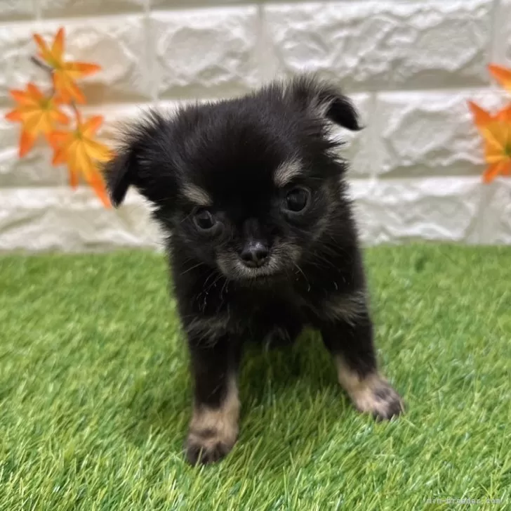 ID：2507-04426の子犬