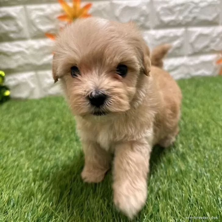 おとさん 様のお迎えした子犬
