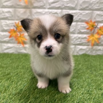 ウェルシュ・コーギー・ペンブローク【愛知県・女の子・2025年9月26日・レッド&ホワイト1️⃣】の写真「両親共遺伝子検査クリアです （しっぽ有り）」