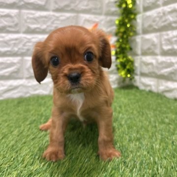 キャバリア【愛知県・男の子・2025年10月11日・ルビー805】の写真「両親共遺伝子検査クリアです」