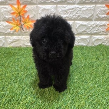トイプードル(トイ)【愛知県・男の子・2025年8月1日・ブラック844】の写真「めちゃくちゃ可愛い」