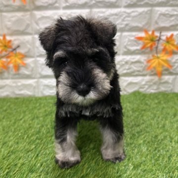 ミニチュアシュナウザー【愛知県・女の子・2025年9月26日・ソルト&ペッパー804】の写真「両親共遺伝子検査クリアです」