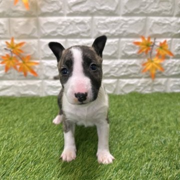 ミニチュアブルテリア【愛知県・女の子・2025年9月26日・ブリンドル&ホワイト091】の写真「両親共遺伝子検査クリアです」