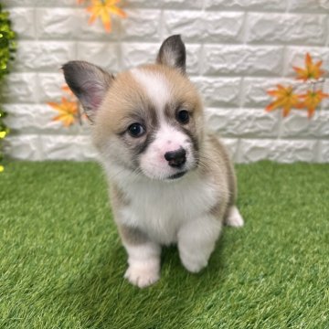 ウェルシュ・コーギー・ペンブローク【愛知県・女の子・2025年9月19日・レッド&ホワイト3️⃣】の写真「両親共遺伝子検査クリアです （しっぽ有り）」