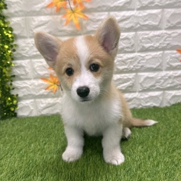 ウェルシュ・コーギー・ペンブローク【愛知県・女の子・2025年8月8日・レッド&ホワイト642】の写真「めちゃくちゃ可愛い　ナチュラルテール（しっぽ有り）」