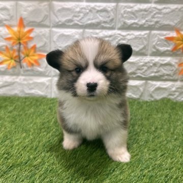 ウェルシュ・コーギー・ペンブローク【愛知県・女の子・2025年9月19日・レッド&ホワイト2️⃣】の写真「両親共遺伝子検査クリアです （しっぽ有り）」