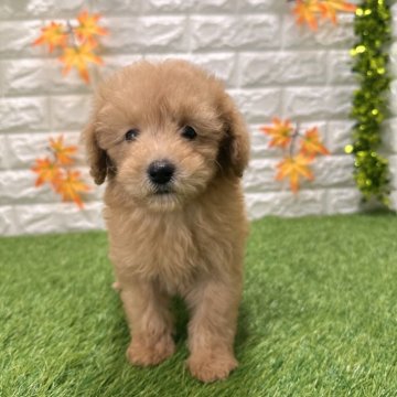 トイプードル(トイ)【愛知県・女の子・2025年9月12日・レッド424】の写真「めちゃくちゃ可愛い」