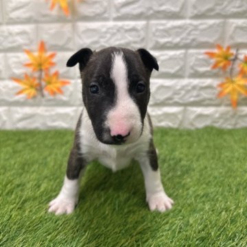 ミニチュアブルテリア【愛知県・男の子・2025年9月26日・ブリンドル&ホワイト2️⃣】の写真「両親共遺伝子検査クリアです」