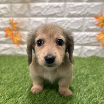 ミニチュアダックスフンド(ロング)【愛知県・男の子・2025年9月19日・シェーデッドイエロー1️⃣】の写真「両親共遺伝子検査クリアです」