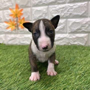 ミニチュアブルテリア【愛知県・男の子・2025年9月26日・ブリンドル&ホワイト3️⃣】の写真「両親共遺伝子検査クリアです」