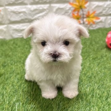 マルチーズ【愛知県・男の子・2025年6月27日・ホワイト124】の写真「お盆休み期間限定セール」