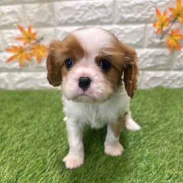 キャバリア【愛知県・女の子・2025年10月10日・ブレンハイム820】の写真「両親共遺伝子検査クリアです」