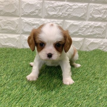 キャバリア【愛知県・女の子・2025年12月18日・ブレンハイム192】の写真「めちゃくちゃ可愛い💕💕」