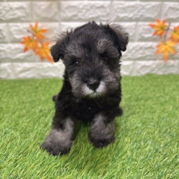 ミニチュアシュナウザー【愛知県・女の子・2025年9月26日・ソルト&ペッパー4️⃣】の写真「両親共遺伝子検査クリアです4️⃣」