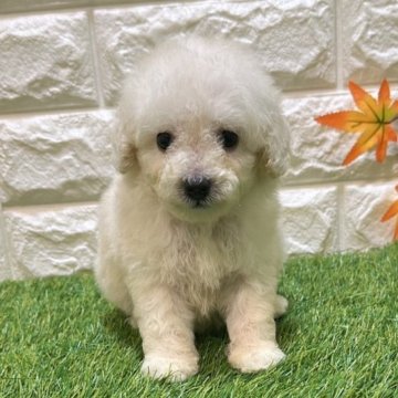トイプードル(トイ)【愛知県・男の子・2025年7月25日・クリーム914】の写真「めちゃくちゃ可愛い」