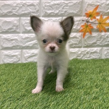 チワワ(ロング)【愛知県・男の子・2025年9月5日・ホワイト&チョコ1️⃣】の写真「両親共遺伝子検査クリアです1️⃣」