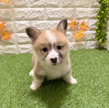 ウェルシュ・コーギー・ペンブローク【愛知県・女の子・2025年9月19日・レッド&ホワイト098】の写真「両親共遺伝子検査クリアです （しっぽ有り）」