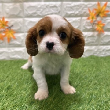 キャバリア【愛知県・女の子・2025年10月10日・ブレンハイム868】の写真「両親共遺伝子検査クリアです」