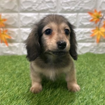 ミニチュアダックスフンド(ロング)【愛知県・女の子・2025年9月19日・シェーデッドレッド3️⃣】の写真「両親共遺伝子検査クリアです」