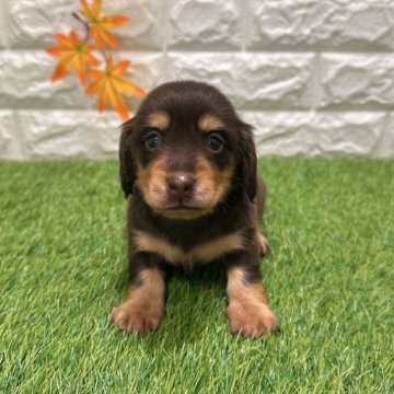 ミニチュアダックスフンド(ロング)【愛知県・女の子・2025年10月17日・チョコレート&タン】の写真「めちゃくちゃ可愛い💕」