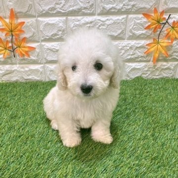 トイプードル(トイ)【愛知県・男の子・2025年7月25日・クリーム919】の写真「めちゃくちゃ可愛い」