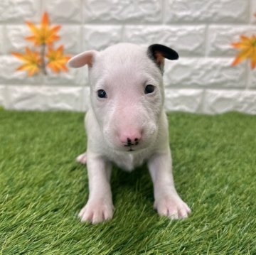 ミニチュアブルテリア【愛知県・女の子・2025年9月26日・ホワイト&ブラック5️⃣】の写真「両親共遺伝子検査クリアです」