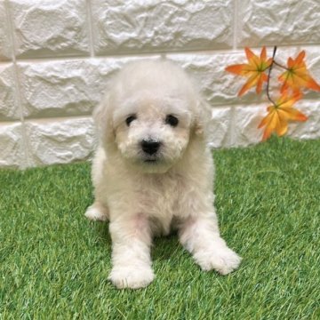 トイプードル(トイ)【愛知県・男の子・2025年7月25日・クリーム919】の写真「めちゃくちゃ可愛い」