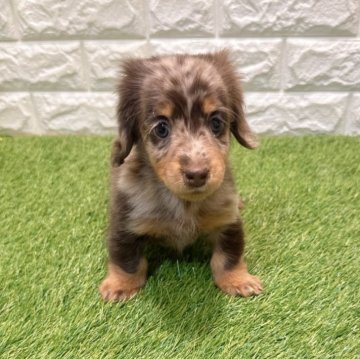 ミニチュアダックスフンド(ロング)【愛知県・女の子・2025年10月17日・チョコダップル490】の写真「めちゃくちゃ可愛い💕」