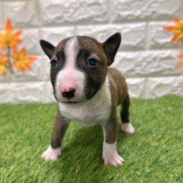 ミニチュアブルテリア【愛知県・男の子・2025年9月26日・ブリンドル&ホワイト3️⃣】の写真「両親共遺伝子検査クリアです」