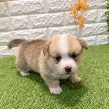 ウェルシュ・コーギー・ペンブローク【愛知県・男の子・2025年11月28日・レッド&ホワイト1️⃣】の写真「両親共遺伝子検査クリアです （しっぽ有り）」