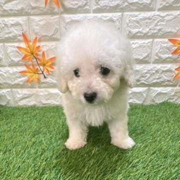 トイプードル(トイ)【愛知県・男の子・2025年7月25日・クリーム914】の写真「めちゃくちゃ可愛い」