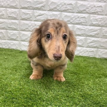 ミニチュアダックスフンドの シルバーピンブローチ 925 留め具