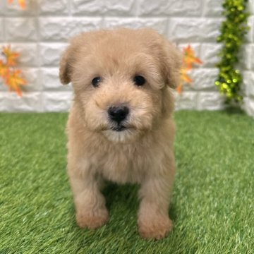 トイプードル(トイ)【愛知県・男の子・2025年9月12日・アプリコット2️⃣】の写真「めちゃくちゃ可愛い」