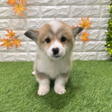 ウェルシュ・コーギー・ペンブローク【愛知県・女の子・2025年9月26日・レッド&ホワイト809】の写真「両親共遺伝子検査クリアです （しっぽ有り）」