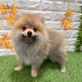 ポメラニアン