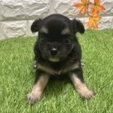 チワワ(ロング)