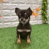 チワワ(スムース)