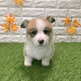 ウェルシュ・コーギー・ペンブローク