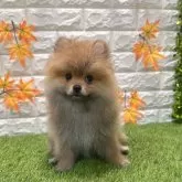 ポメラニアン