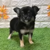 チワワ(ロング)