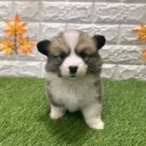 ウェルシュ・コーギー・ペンブローク【愛知県・女の子・2025年9月19日・レッド&ホワイト2️⃣】の写真1