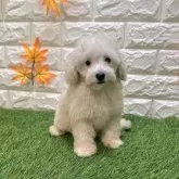 トイプードル(トイ)
