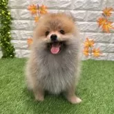 ポメラニアン