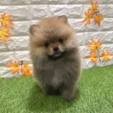 ポメラニアン