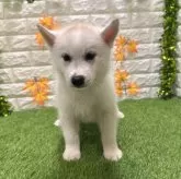 シベリアンハスキー
